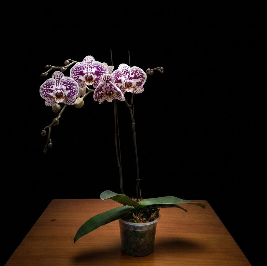 Purple Spotted Phalaenopsis Orchid