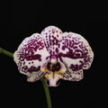 Purple Spotted Phalaenopsis Orchid