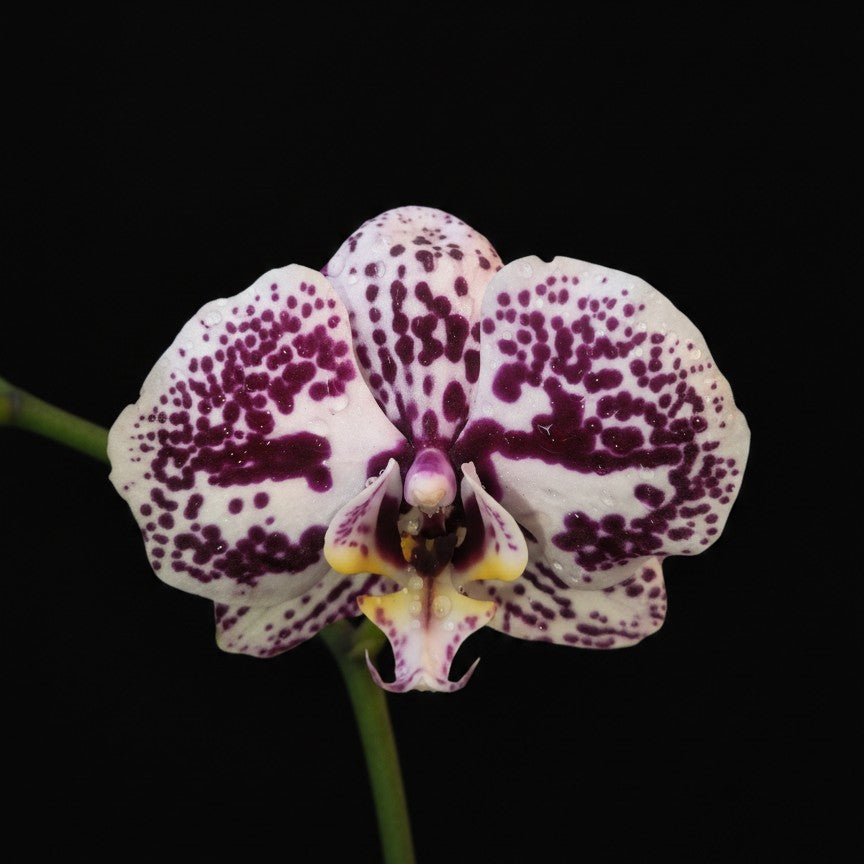 Purple Spotted Phalaenopsis Orchid