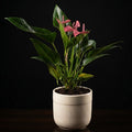 Pink Anthurium in Ribbed Ceramic pot