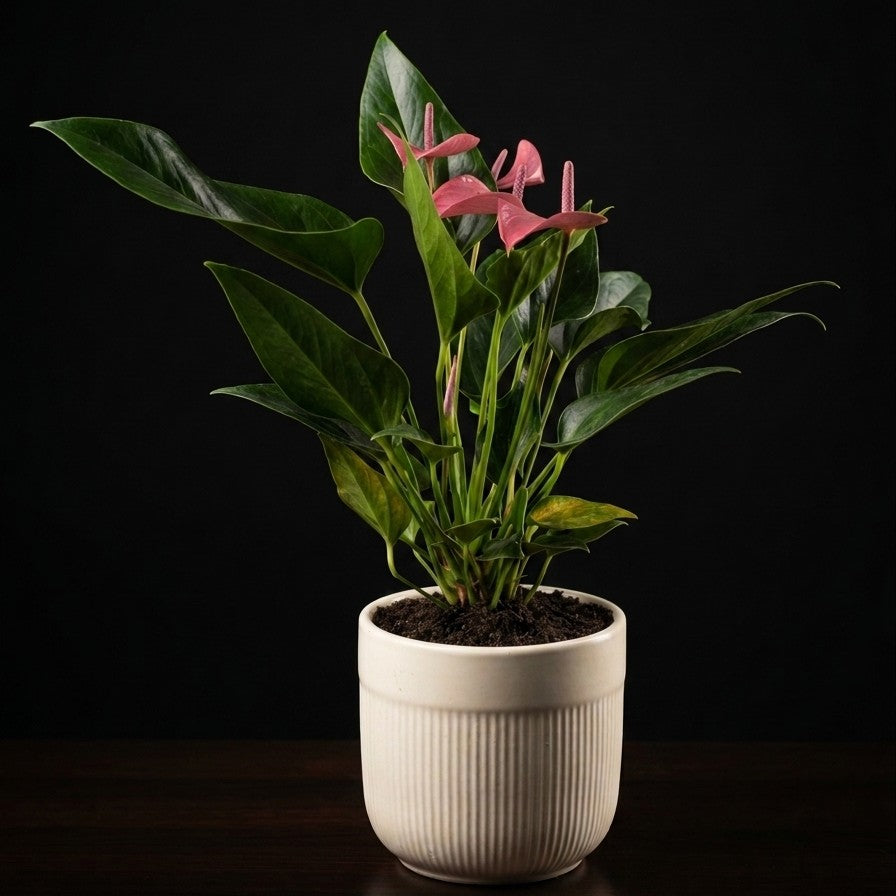 Pink Anthurium in Ribbed Ceramic pot