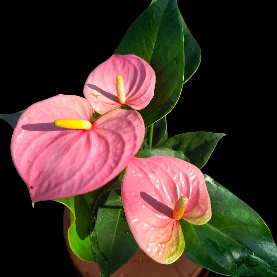 Pink Anthurium in Ribbed Ceramic pot