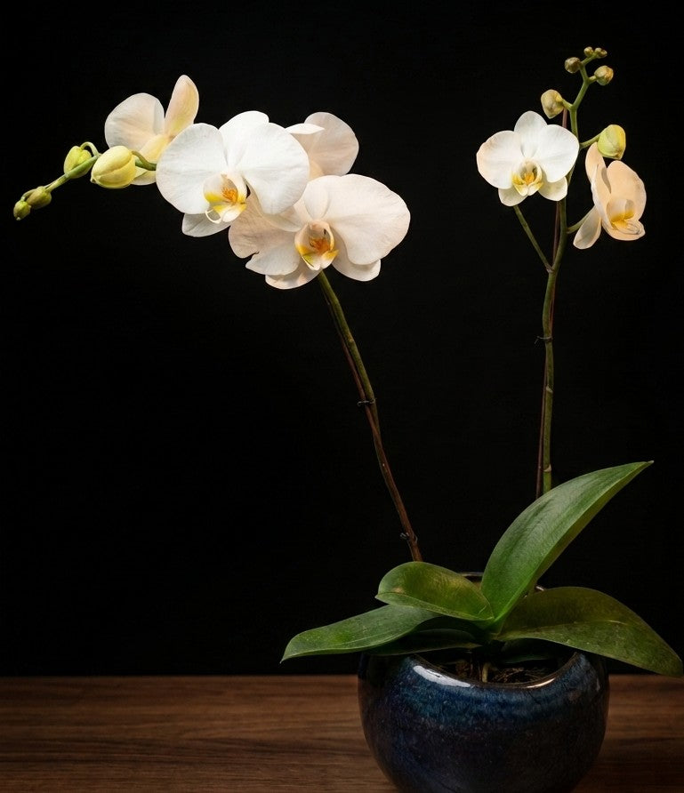 White Ivory Phalaenopsis Orchid in Navy Blue Glazed Ceramic Pot