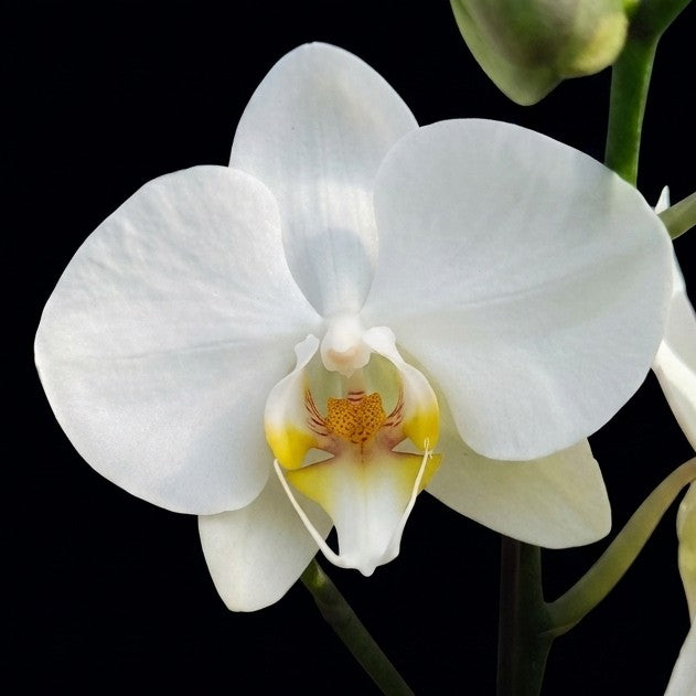White Ivory Phalaenopsis Orchid in Navy Blue Glazed Ceramic Pot