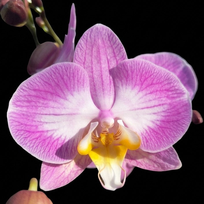 Purple Striped Phalaenopsis Orchid in Blue Ribbed Ceramic Pot