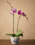 Dual-Tone Pink Phalaenopsis Orchid in Blue &amp; White Porcelain Pot