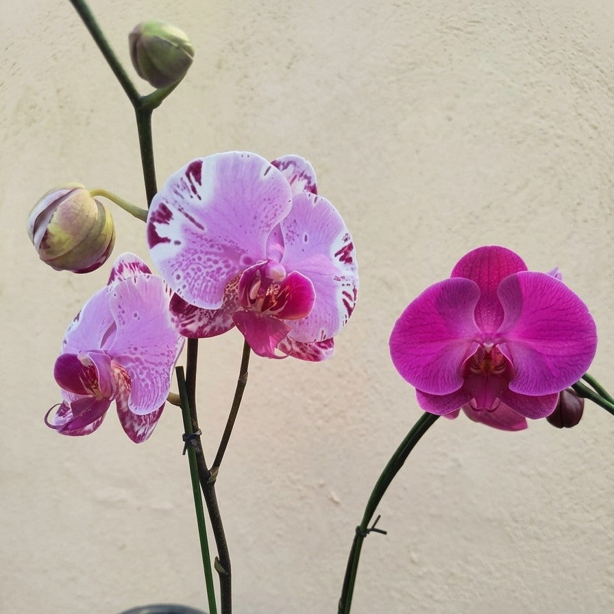 Dual-Tone Pink Phalaenopsis Orchid in Blue &amp; White Porcelain Pot