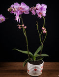 Purple Veined Orchid in Floating Hearts Ceramic Pot