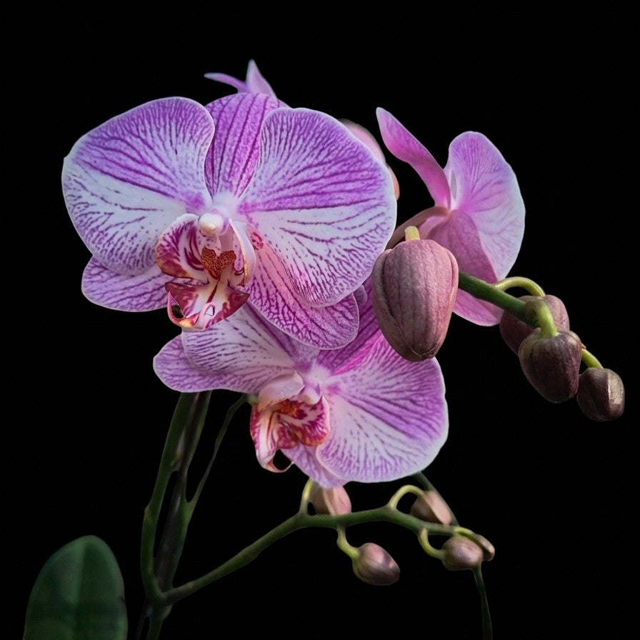 Purple Veined Orchid in Floating Hearts Ceramic Pot