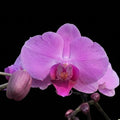 Pink Phalaenopsis Orchid Plant