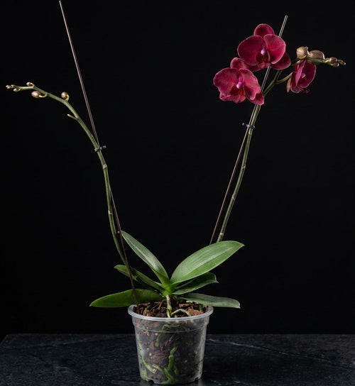 Deep Burgundy Red Phalaenopsis Orchid