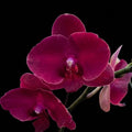 Deep Burgundy Red Phalaenopsis Orchid